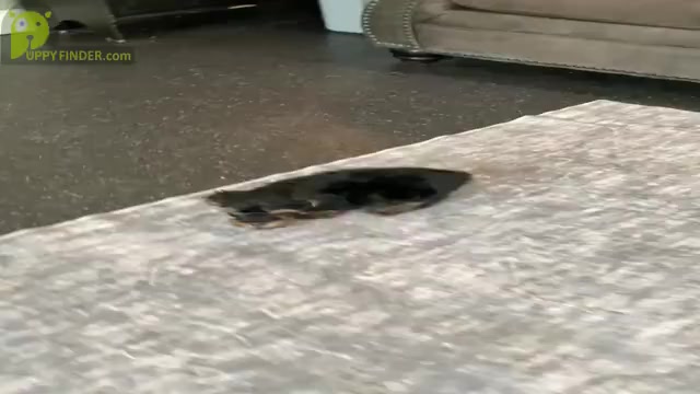 Video preview image #10 Yorkshire Terrier Puppy For Sale in WARSAW, IN, USA