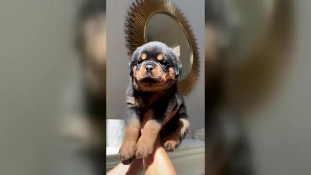 Video preview image #4 Rottweiler Puppy For Sale in MENIFEE, CA, USA