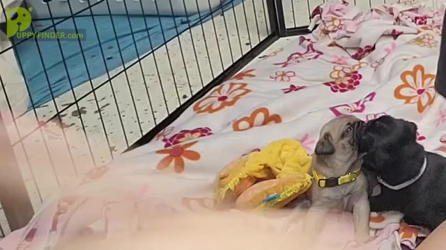 Video preview image #4  Breeder Profile in CINCINNATI, OH, USA