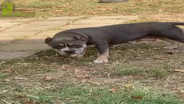 Video preview image #5 American Bully Puppy For Sale in LEWISBURG, TN, USA
