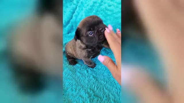 Video preview image #1 French Bulldog Puppy For Sale in LAS VEGAS, NV, USA