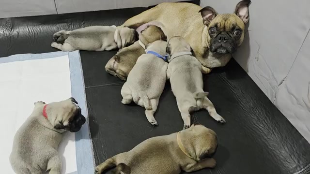 Video preview image #1 Frenchie Pug Puppy For Sale in BANGS, TX, USA