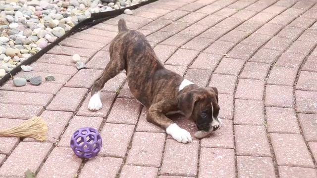 Video preview image #1 Boxer Puppy For Sale in SHIPSHEWANA, IN, USA