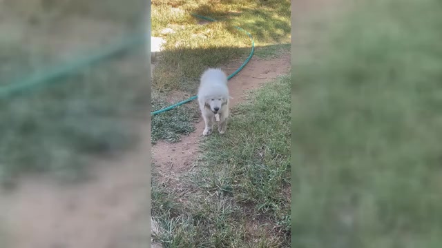 Video preview image #1 Great Pyrenees Puppy For Sale in MULLIN, TX, USA