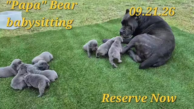 Video preview image #37 Cane Corso Puppy For Sale in COLUMBIA, SC, USA