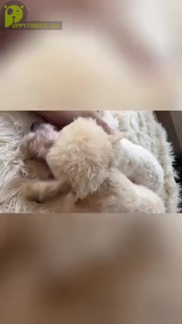 Video preview image #2 Maltipoo Puppy For Sale in ELKTON, KY, USA
