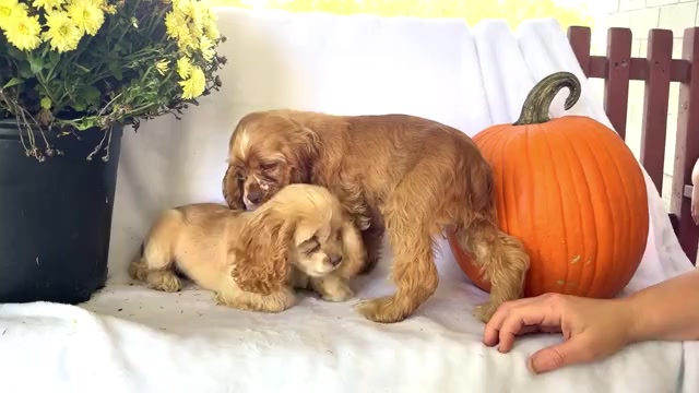Video preview image #6 Cocker Spaniel Puppy For Sale in WAKARUSA, IN, USA