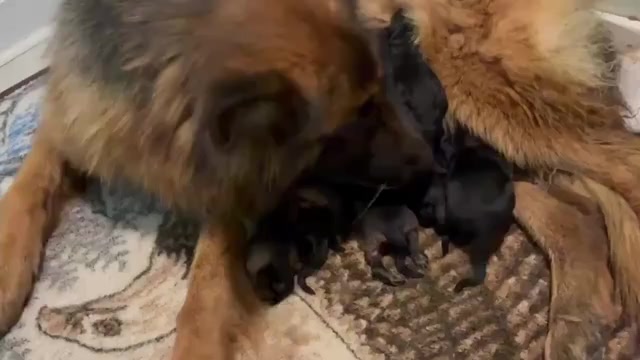 Video preview image #2 German Shepherd Dog Puppy For Sale in NEWVILLE, PA, USA