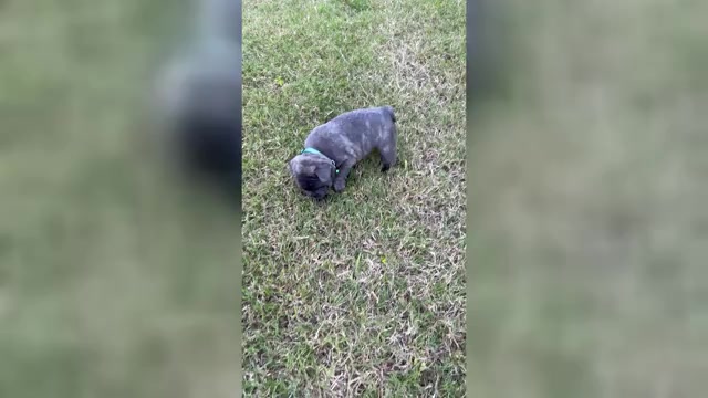 Video preview image #19 French Bulldog Puppy For Sale in ORANGE, TX, USA
