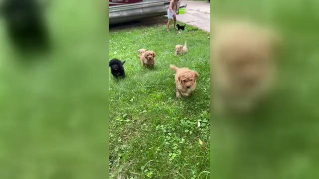 Video preview image #1 Poodle (Standard) Puppy For Sale in KIMBALL, MN, USA
