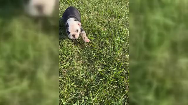 Video preview image #1 Bulldog Puppy For Sale in WARSAW, IN, USA