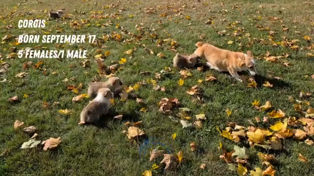 Video preview image #2 Pembroke Welsh Corgi Puppy For Sale in GOSHEN, IN, USA