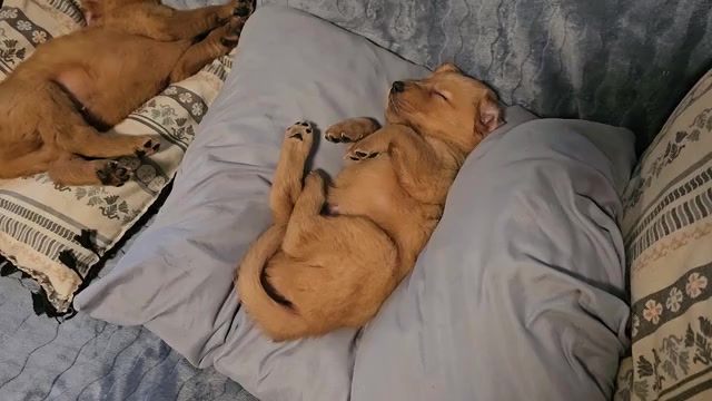 Video preview image #2 Golden Retriever Puppy For Sale in SALISBURY, NC, USA