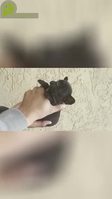 Video preview image #5 French Bulldog Puppy For Sale in SAN DIEGO, CA, USA