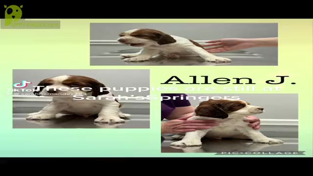 Video preview image #3  Breeder Profile in CHATTANOOGA, TN, USA