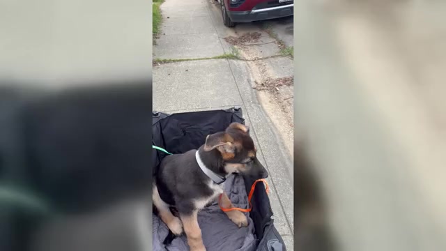 Video preview image #3 German Shepherd Dog Puppy For Sale in SACRAMENTO, CA, USA