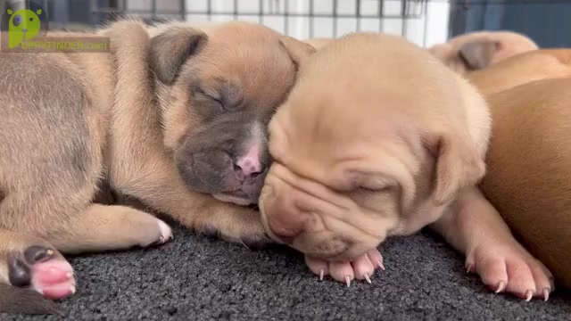 Video preview image #1  Breeder Profile in GOSHEN, KY, USA