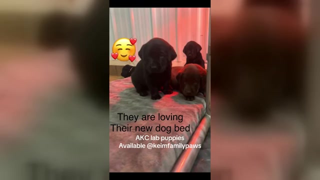 Video preview image #1 Labrador Retriever Puppy For Sale in FREDERICKSBG, OH, USA