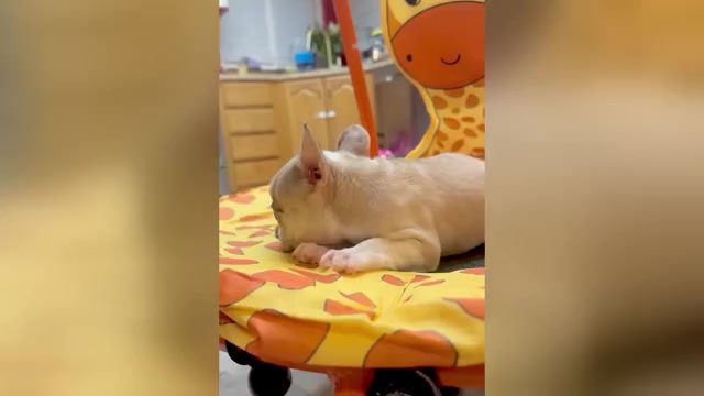 Video preview image #1 French Bulldog Puppy For Sale in PHOENIX, AZ, USA