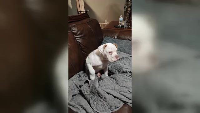 Video preview image #1 Olde English Bulldogge Puppy For Sale in AUSTIN, TX, USA