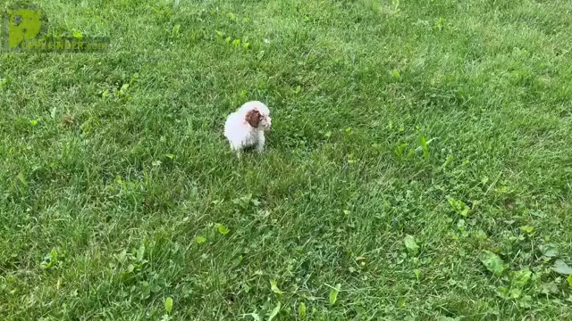 Video preview image #3 Poodle (Miniature) Puppy For Sale in WARSAW, IN, USA