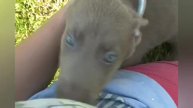 Video preview image #1 German Shepherd Dog Puppy For Sale in PIEDMONT, MO, USA