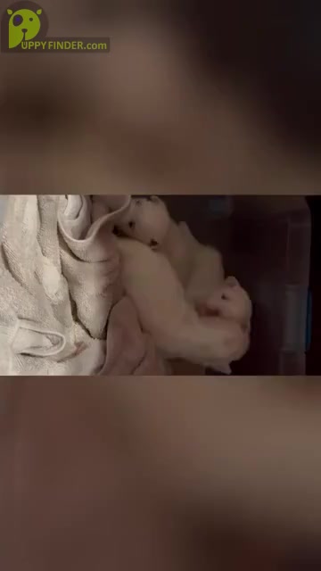 Video preview image #2  Breeder Profile in VERMONTVILLE, MI, USA