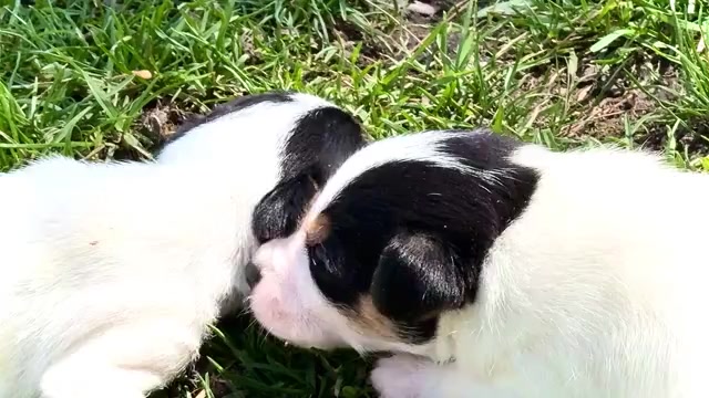 Video preview image #2 Fox Terrier (Smooth)-Fox Terrier (Toy) Mix Puppy For Sale in WAKARUSA, IN, USA