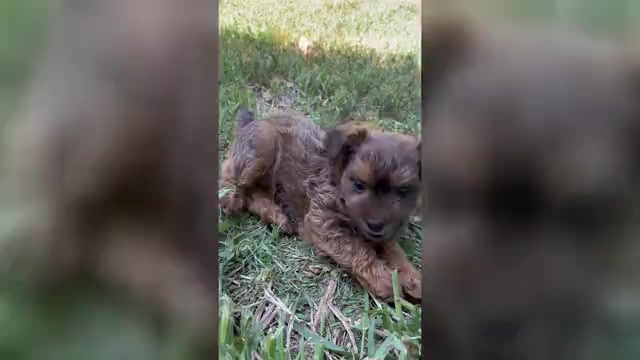 Video preview image #7 Poocan Puppy For Sale in FAIR OAKS, CA, USA