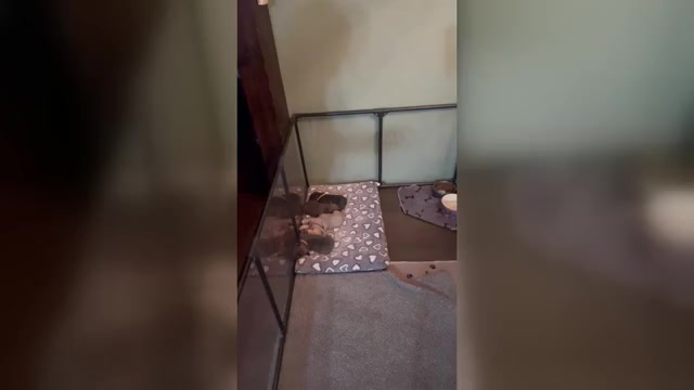 Video preview image #1 French Bulldog Puppy For Sale in ASHLEY, IL, USA