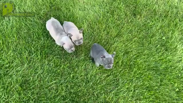 Video preview image #1 French Bulldog Puppy For Sale in HUDSONVILLE, MI, USA