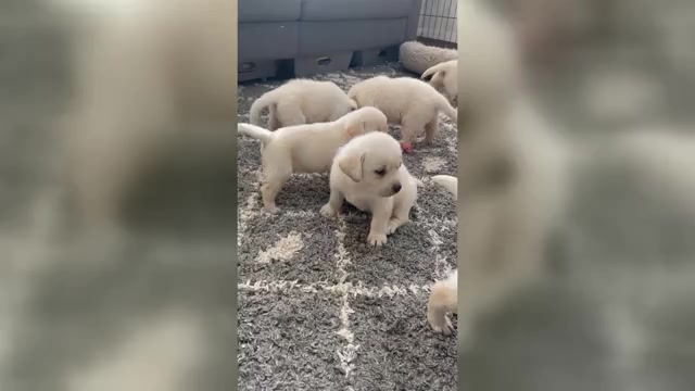 Video preview image #2 Labrador Retriever Puppy For Sale in SYRACUSE, IN, USA