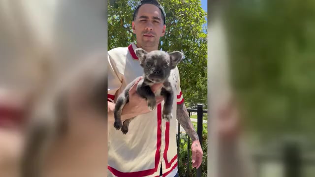 Video preview image #8 French Bulldog Puppy For Sale in SAN DIEGO, CA, USA