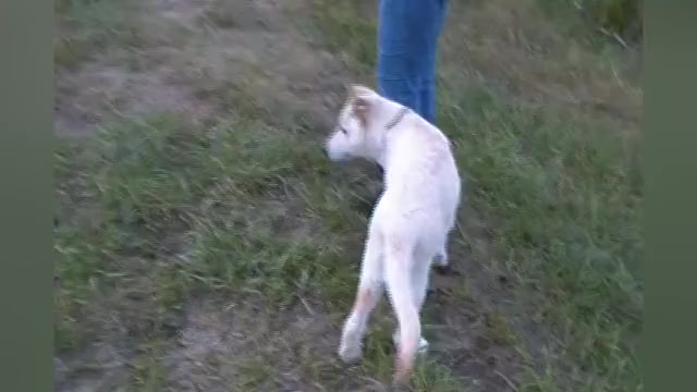 Video preview image #1 German Shepherd Dog Puppy For Sale in PIEDMONT, MO, USA