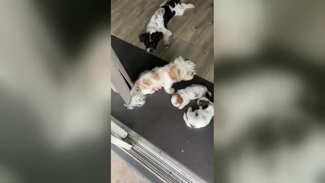 Video preview image #10 Mal-Shi Puppy For Sale in CAPE CORAL, FL, USA