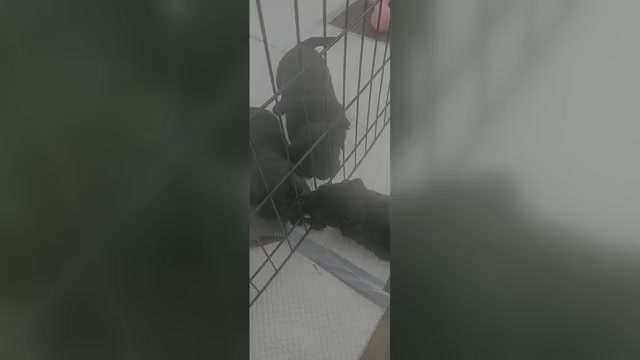 Video preview image #1 Pug Puppy For Sale in LOS ANGELES, CA, USA