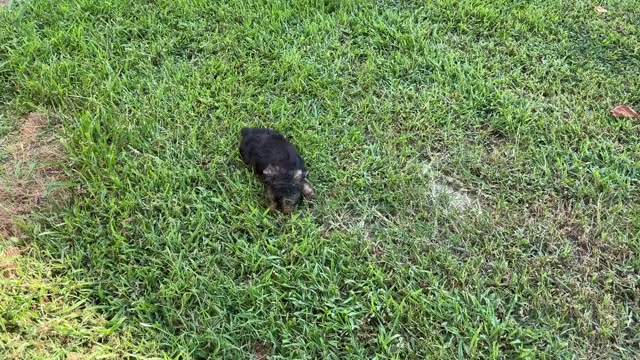 Video preview image #2 Morkie Puppy For Sale in CASSVILLE, MO, USA