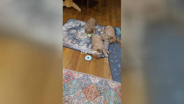 Video preview image #1 Golden Retriever Puppy For Sale in GLENDALE, AZ, USA