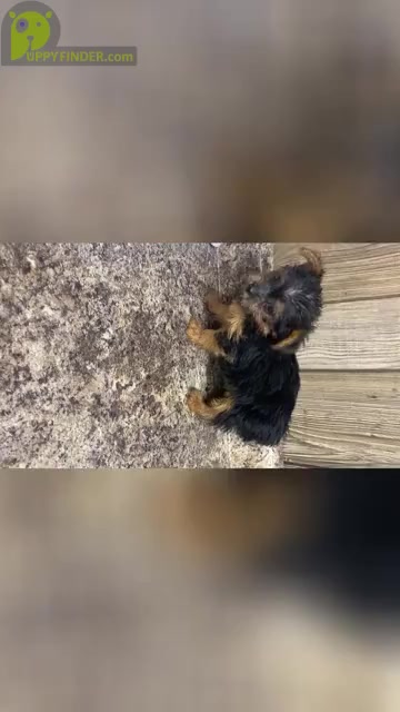 Video preview image #1 Yorkshire Terrier Puppy For Sale in MYRTLE, MO, USA