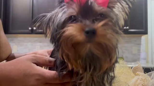 Video preview image #1 Yorkshire Terrier Puppy For Sale in E FAYETTEVLLE, NC, USA