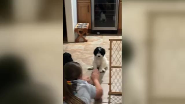 Video preview image #6 English Cream Golden Retriever-Poodle (Standard) Mix Puppy For Sale in FRANKLIN, OH, USA