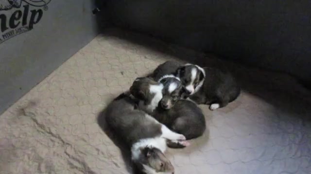 Video preview image #1 Shetland Sheepdog Puppy For Sale in SOLON, ME, USA