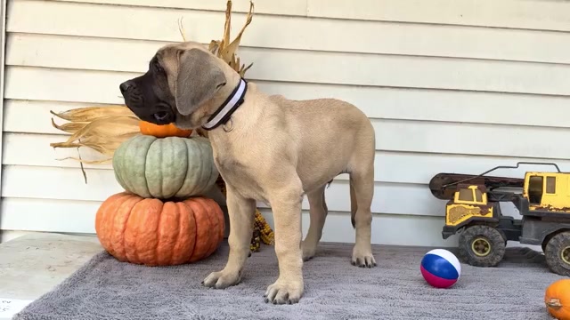 Video preview image #14 Mastiff Puppy For Sale in WAKARUSA, IN, USA