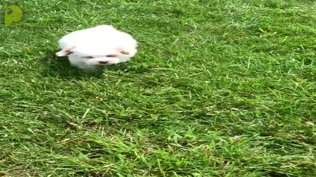 Video preview image #18 Poodle (Toy) Puppy For Sale in WARSAW, IN, USA