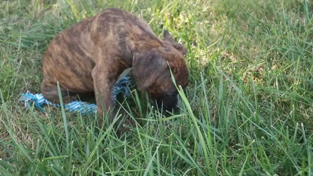 Video preview image #2 Boxer Puppy For Sale in SHIPSHEWANA, IN, USA