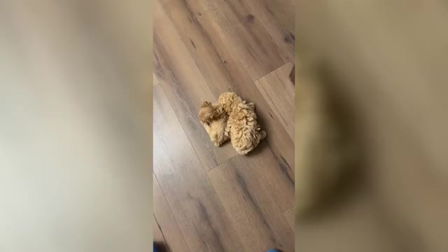 Video preview image #3 Poodle (Toy) Puppy For Sale in LIVE OAK, FL, USA