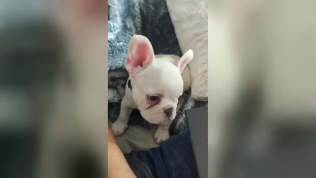 Video preview image #3 French Bulldog Puppy For Sale in CONROE, TX, USA