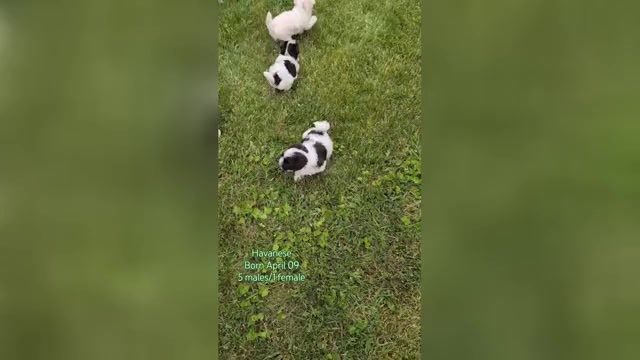 Video preview image #1 Havanese Puppy For Sale in GOSHEN, IN, USA