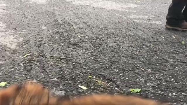 Video preview image #4 German Shepherd Dog Puppy For Sale in NEWVILLE, PA, USA