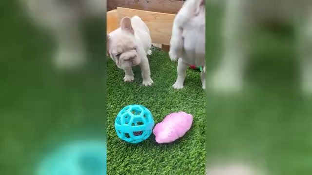 Video preview image #2 French Bulldog Puppy For Sale in EWA BEACH, HI, USA
